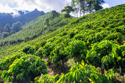 The Positive Impact of Women-Led Coffee Farms