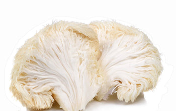lion's mane mushroom