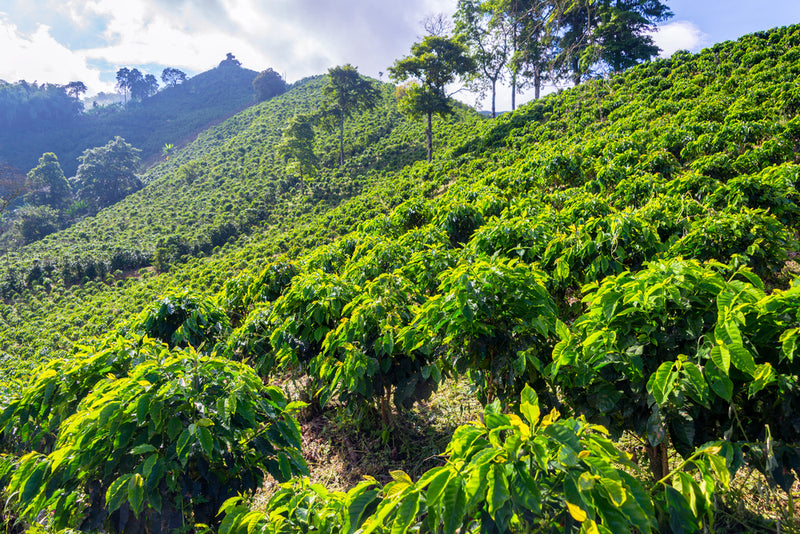 Colombia women-led coffee farms