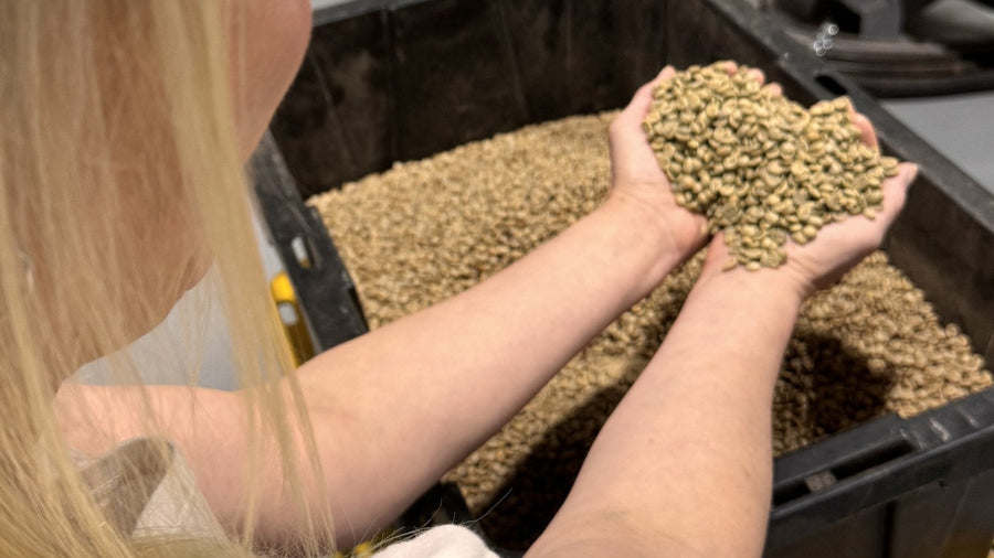 Green coffee beans before roasting