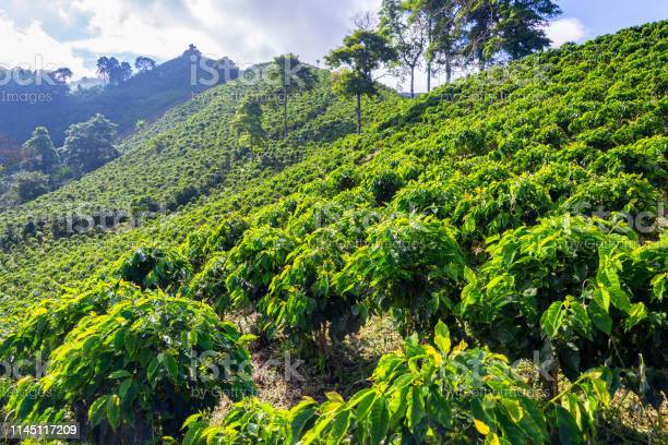 Lush Colombian coffee farm landscape with rolling green hills and sustainable agriculture