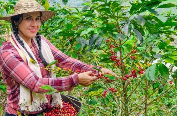 Coffee farm scene accompanying the Maria composite story