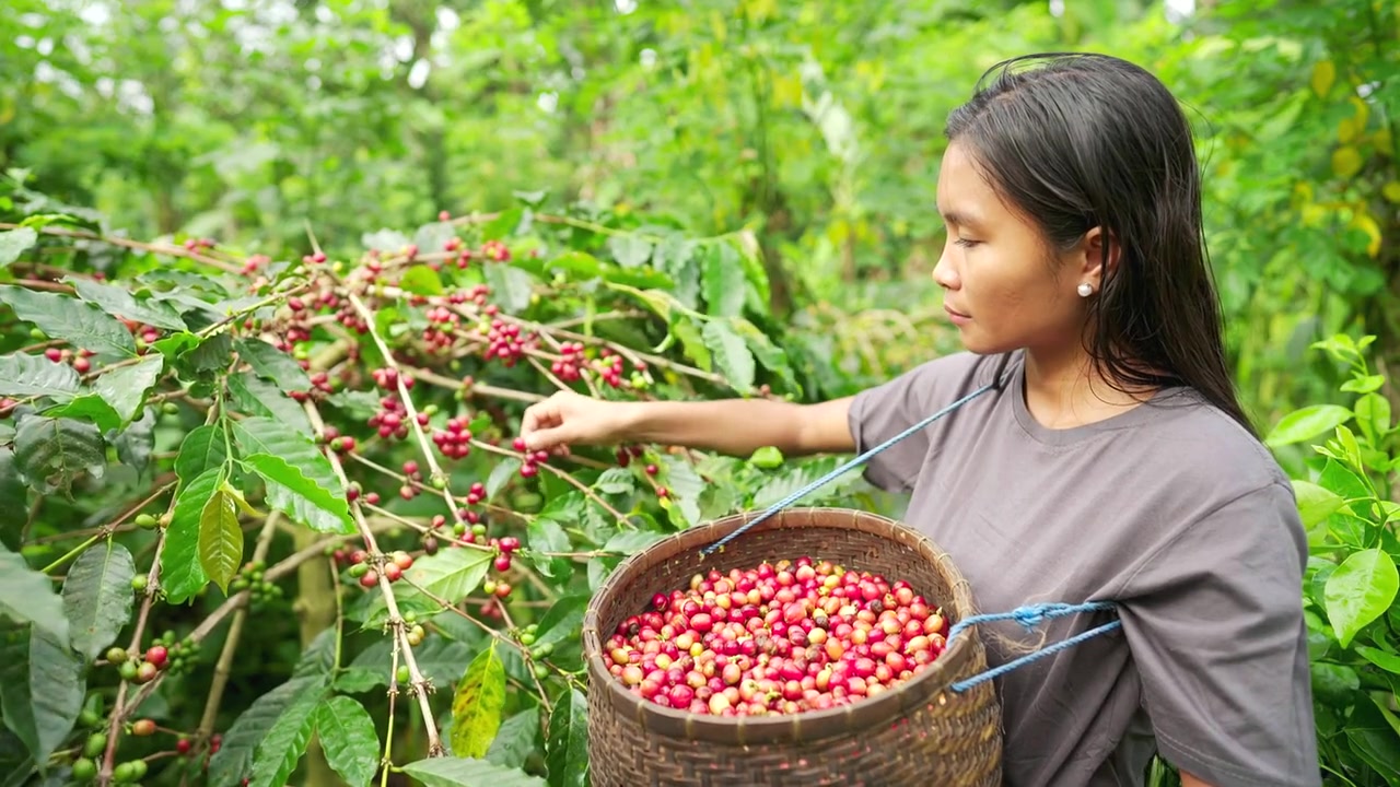 Urban Calm coffee journey from Colombian coffee farming to a calm coffee ritual
